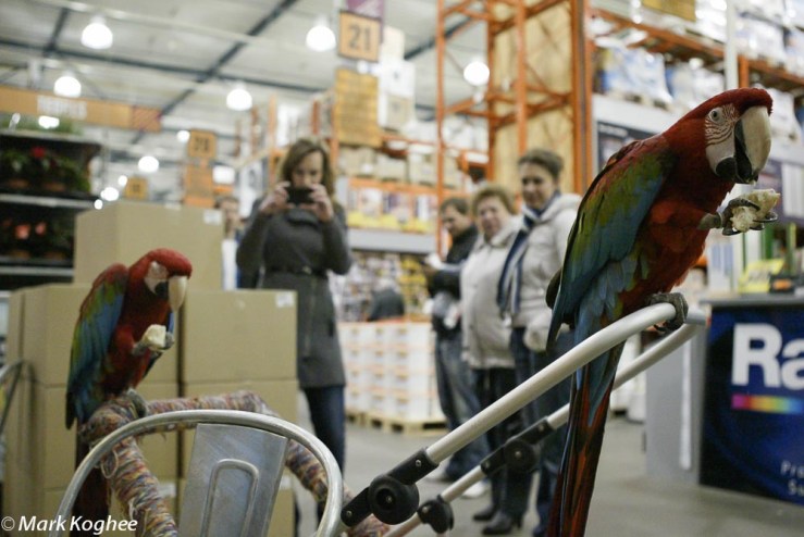 Macaws in Dutch Do It Yourself Hornbach on March 30. The owners take their birds everywhere they go.