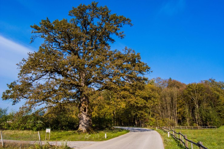 The oak tree in the village of Malence is hundreds of years old and is said to be one of the three most magnificent trees in Slovenia.