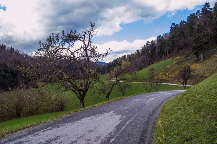 These might be oak trees or appleless apple trees or.... Indeed I have no clue.
